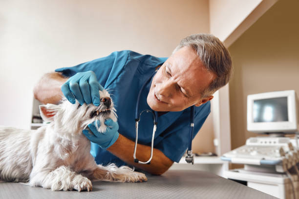 Best Dentist for Severe Toothache  in Groveland, ID